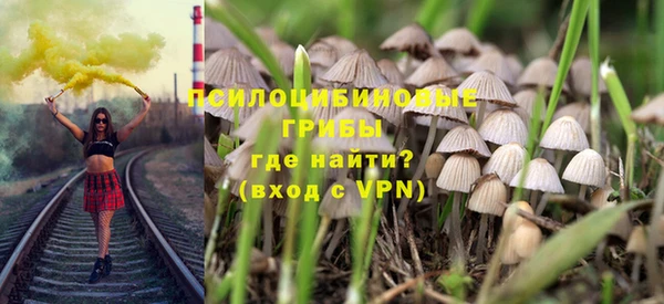 индика Ельня
